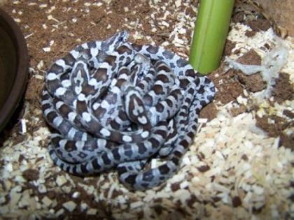 Kornnatter Black Albino zu verkaufen