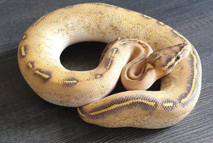 Königspythons eigene Nachzuchten von 2022