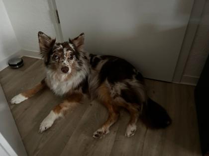 Australian Shepherd rüde reinrassig