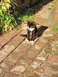 Kitten in liebevolle Hände abzugeben