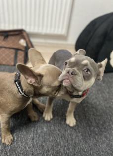 Französische Bulldoggen Welpen Lilac Tan Schoko Blue