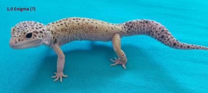 3. 1 Leopardgeckos versch. Morphs