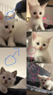 Türkisch angora Kitten