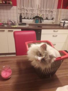 Liebevoller Ragdollkater sucht neues zu Hause