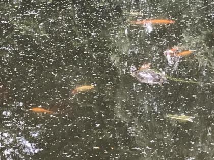 Auffangstation für Wasserschildkröten