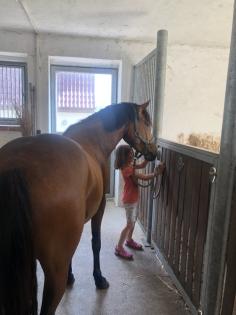 Reitpony Mix Wallach, 3 jährig, 1, 45 m, Freizeit, Western, Dressur