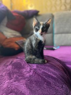 Katze ohne Name
