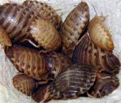 Futteschaben Blaptica dubia