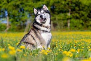 MuBalu - männlich 2 Jahre 65 cm 40 kg Alaskan Malamute Gechipt Kastriert