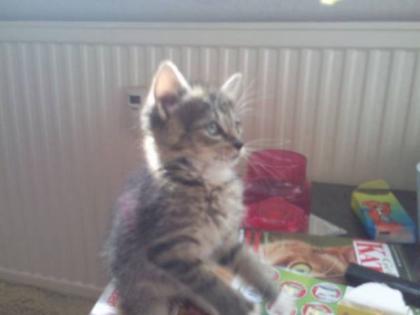 Europäische kurzhaar Katze. möglichst mit Hund oder Katze/r halten