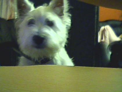Westie welpe sucht weibchen zum paaren