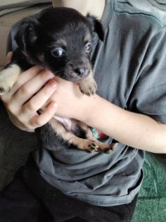 Chihuahua welpe sucht neues zuhause