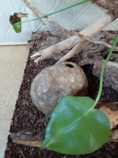 Kornnatter mit Terrarium abzugeben