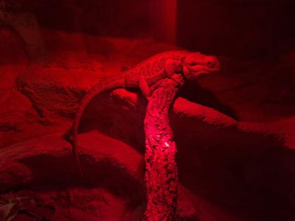 Bartagame mit Terrarium und Zubehör