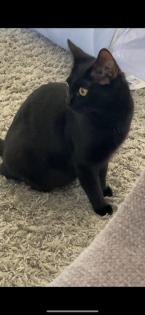 Kitten abzugeben 2 Kater