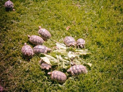 Griechische Landschildkröten NZ 2021