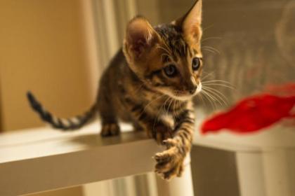 TOYGER letztes Kätzchen