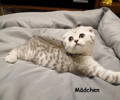 British Kurzhaar / mix Kitten