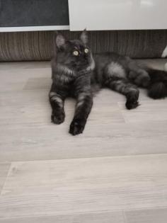 Deckkater MaiCoon Perser Mischling