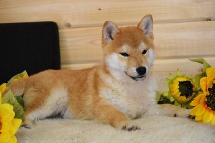 Shiba-Inu Welpen/Rüden