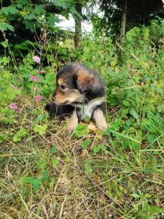 Border Collie - Labrador Welpen Mischlinge