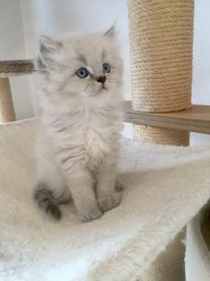 Wurfankündigung Perser Kitten im Mai