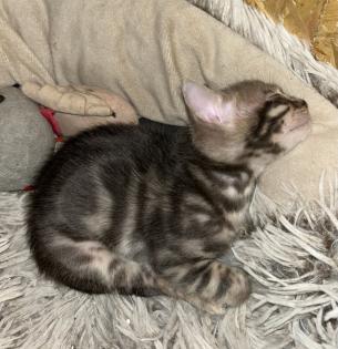 Bengal Jung Katzen 5 Monate alt