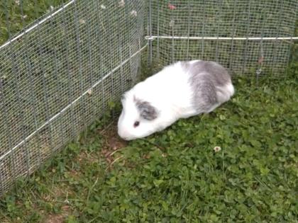 Meerschwein Bock Hobbyzucht