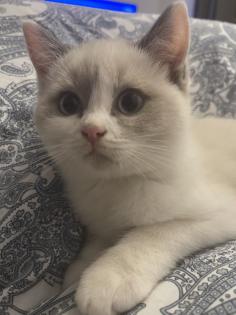 BKH kitten mit Stammbaum