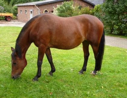 Endmaßpony Welshmix 1, 50m, Stute 19 Jahre aus Zeitgründen abzugeben