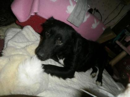 Susi - eine süße Rumänin zur Adoption