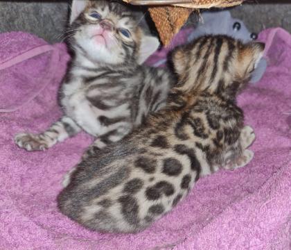 Wunderschöne Bengal Kitten, Mini Leoparden