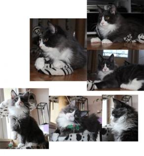 Maine Coon Katerchen blue smoke white geb. 19. 09. 2021 -bereit zum ausziehen