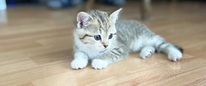 BKH babykatzen Kitten