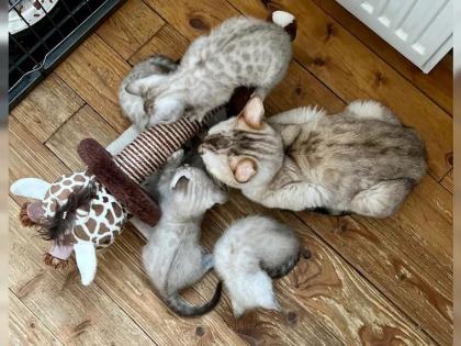 Snow Bengalen aus liebevoller Zucht mit TICA-Stammbaum - nur noch 2 zu haben