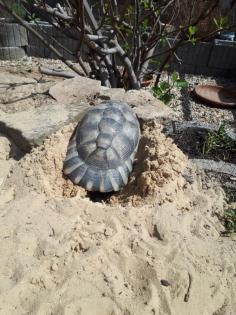 Breitrandschildkröten