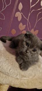 Kitten 3 junge