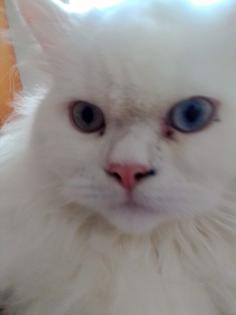 Traumhaft schöner schneeweißer Perserkater mit Nase