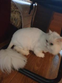 Mailo sucht Zuhause und liebevolle Besitzer