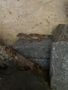 Leopardgecko Weibchen