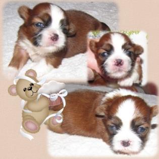 Shih-Tzu