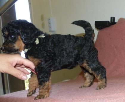 3 süße Kleinpudel Hündinnen, Pudel in Brindle, Black and Tan, Fawn mit Weiß