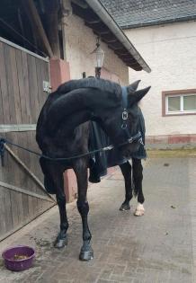 Beistellpferd in beste Hände