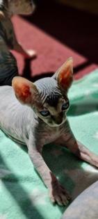 Reinrassige Canadian Sphynx Katzenbabys