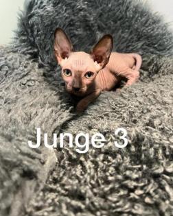 Süße Sphynx Kitten
