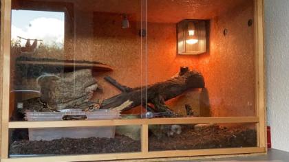 Boa Constrictor inklusive Terrarium