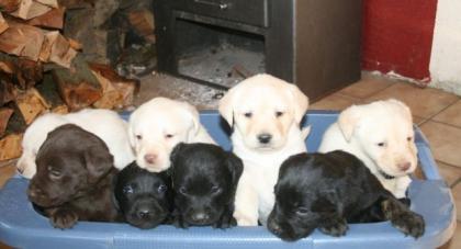 Labrador Welpen in blond, schwarz und braun, geboren am 11. 01. 2021
