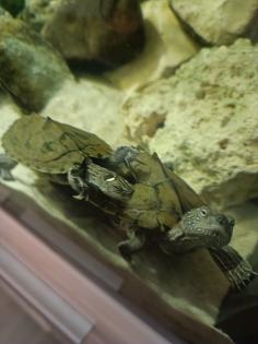 2 Höckerschildkröten