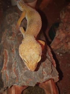 Leopardgeckos