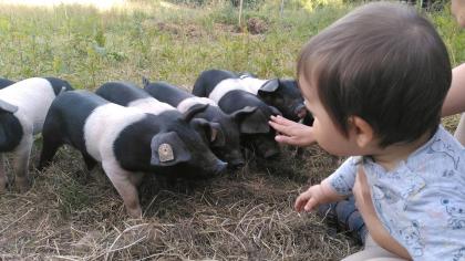 Schweine Patenschaft
